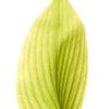 iphone-6-orjinal-wallpapers-duvar-kagitlari-01