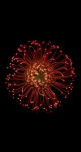 iphone-6-orjinal-wallpapers-duvar-kagitlari-06