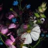 iphone-6-orjinal-wallpapers-duvar-kagitlari-15